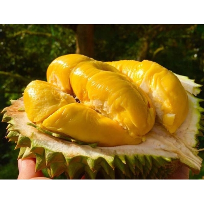 musang-king-2