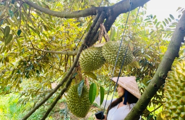Đến Chala Hill, Đừng Bỏ Lỡ Những Vườn Chà Là – Hồng Sô Cô La – Sầu Riêng Siêu Hot!