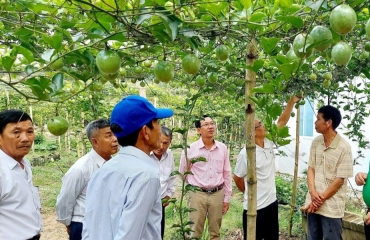 Khám Phá 12 Vườn Trái Cây Đặc Sản Tại Chala Hill – Trải Nghiệm Hái Quả Tại Vườn
