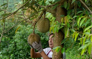 Tận Mắt Chiêm Ngưỡng Vườn Sầu Riêng Musang King Và Mít Tố Nữ Tại Chala Hill