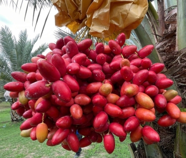 Video giới thiệu Chala Hill